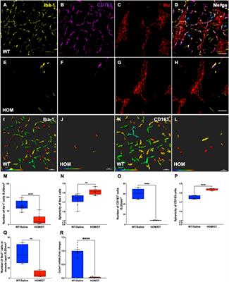 Macrophage regulation of the “second brain”: CD163 intestinal macrophages interact with inhibitory interneurons to regulate colonic motility - evidence from the Cx3cr1-Dtr rat model